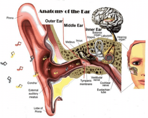 Anatomía del oído